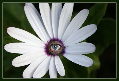 Eye Spotted a Flower