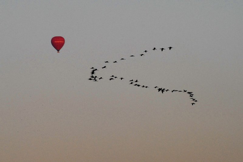 Hot-air baloon & geese