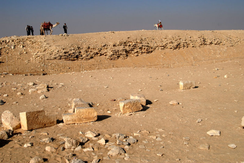 Camels