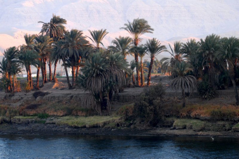 Date palm trees