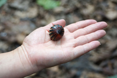 Giant Rollie Pollie