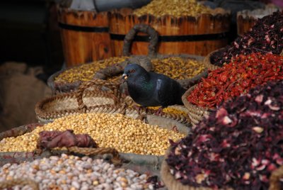 Pigeon fed on spices