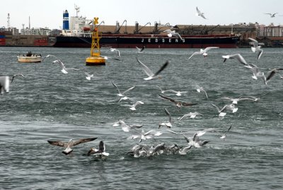 Sea Gulls