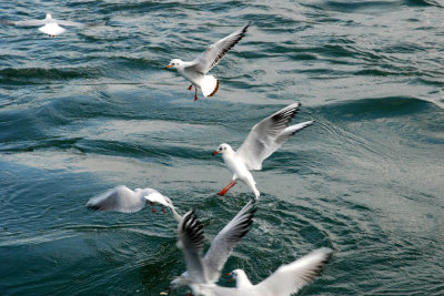 Sea Gulls