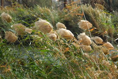 Reeds with wind