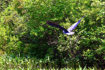 IMG_2058------------great blue herons great escape.jpg
