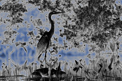 _MG_2057----------great blue heron neon silhouette.jpg