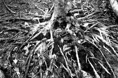 _MG_2180--------Contrasty BnW    tree with gnarly roots above ground.jpg