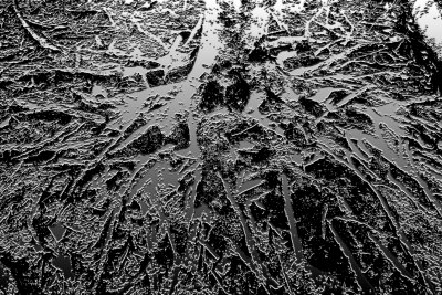 _MG_2180--------abstract tree with gnarly roots above ground.jpg