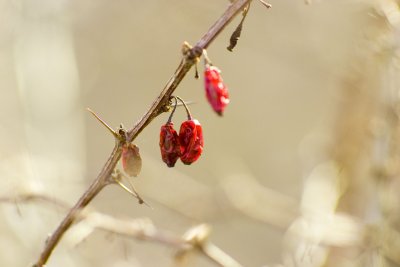 crw_9619--------erect tree stabber.JPG