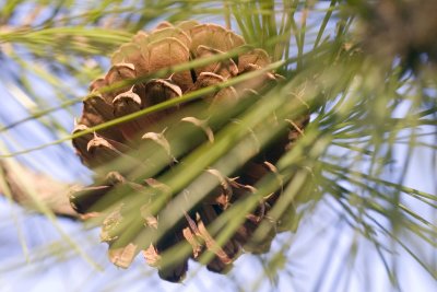crw_9630--------erect tree stabber.JPG