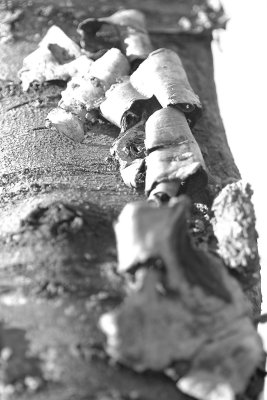 crw_9722--------chocolate tree shavings.jpg