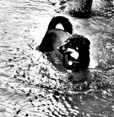 IMG_0054----Sam at beach-----way oversharpened n grayscale.jpg