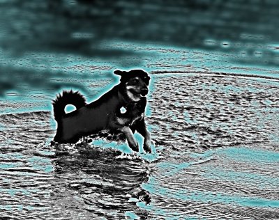 IMG_0064--------attack of the Dog-Ness monster----tinkered variation.jpg