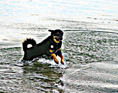 IMG_0064--------attack of the Dog-Ness monster.jpg