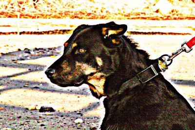 IMG_9537-----over shapened n colorful.jpg