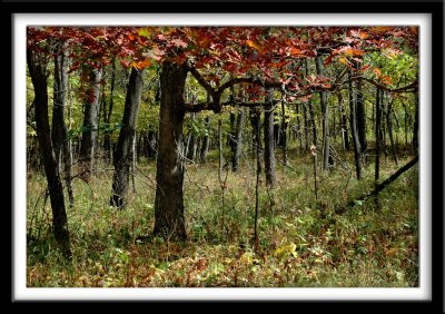 Into the Fall Woods