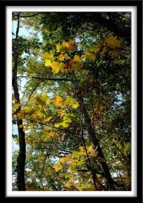 Autumn Flora