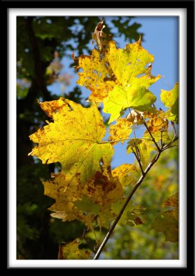 Glowing Leaves