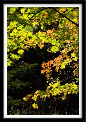 The Backlit Forest