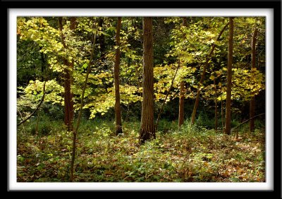 The Gold Canopy