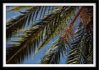Backlit Blowing Palms