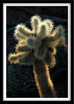 Cactus Floral