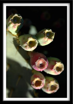 Prickly Pear Flower Buds