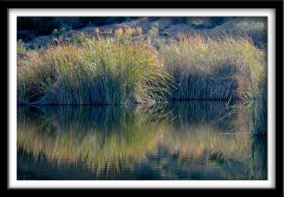 Reeds on Ayer Lake