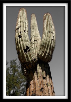 Saguaro in Old Time
