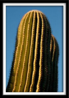 Saguaro Tips