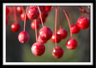 Autumn Berries