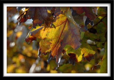 Oak Leaf in Yellow