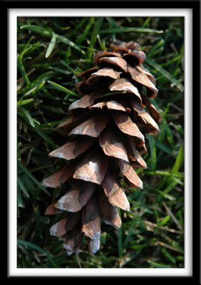 Pine Cone
