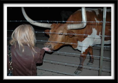 Feeding the Longhorn