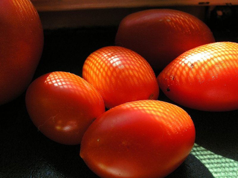 Roma Tomatos on Windowsill
