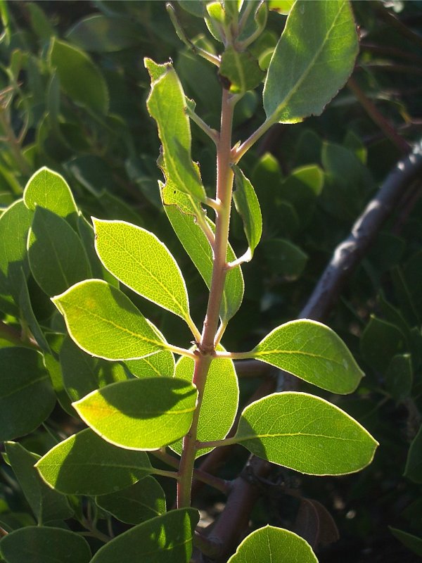 Manzanita