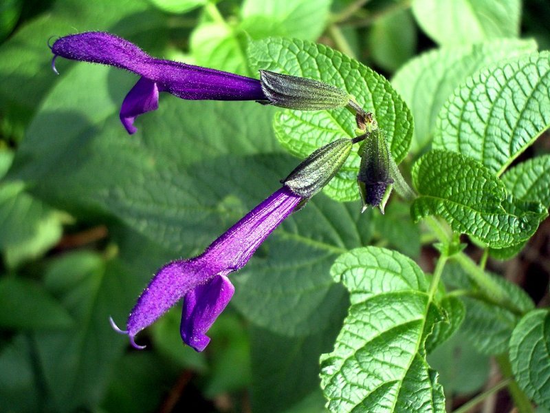 Unknown Sage