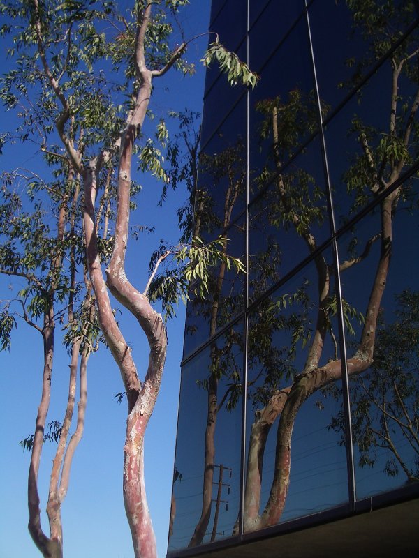 Tree Reflections