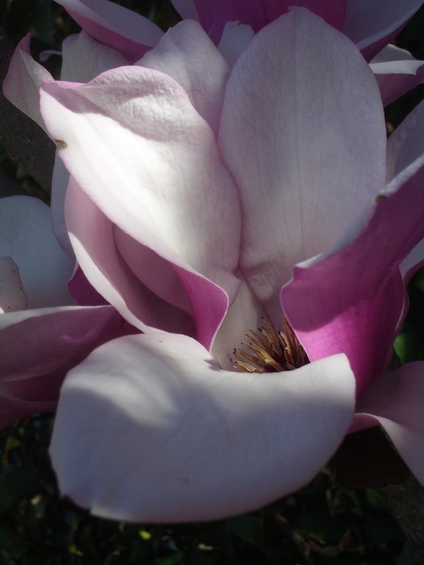 Saucer Magnolia