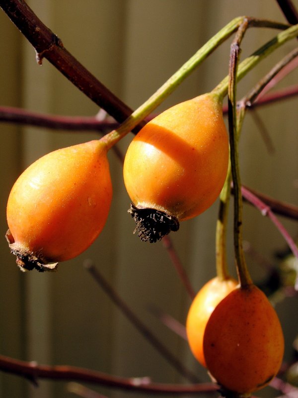 Rose Hips