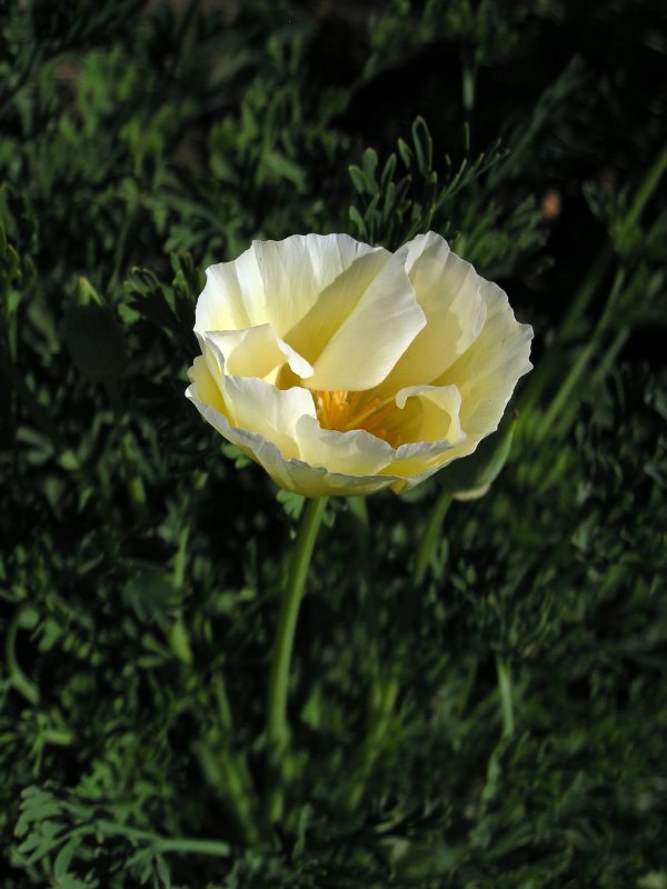 Eschscholzia californica