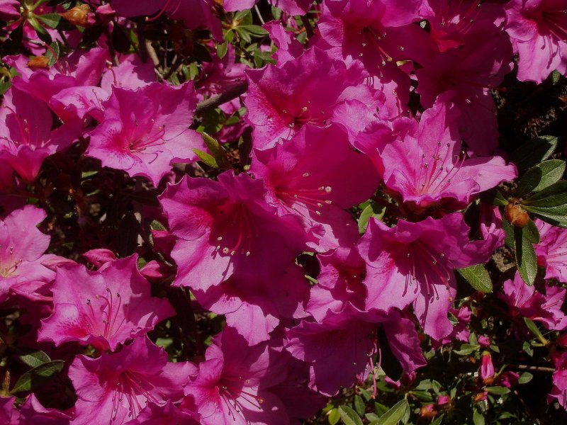 Azaleas