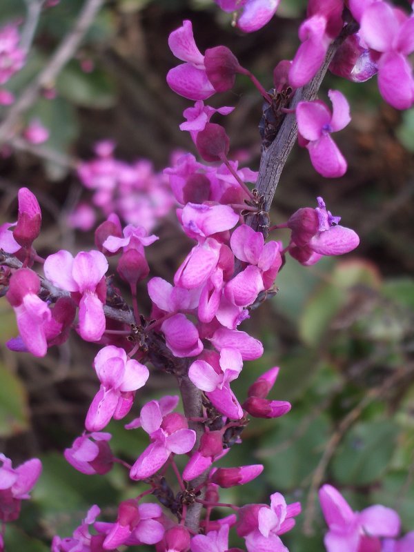 Western Redbud