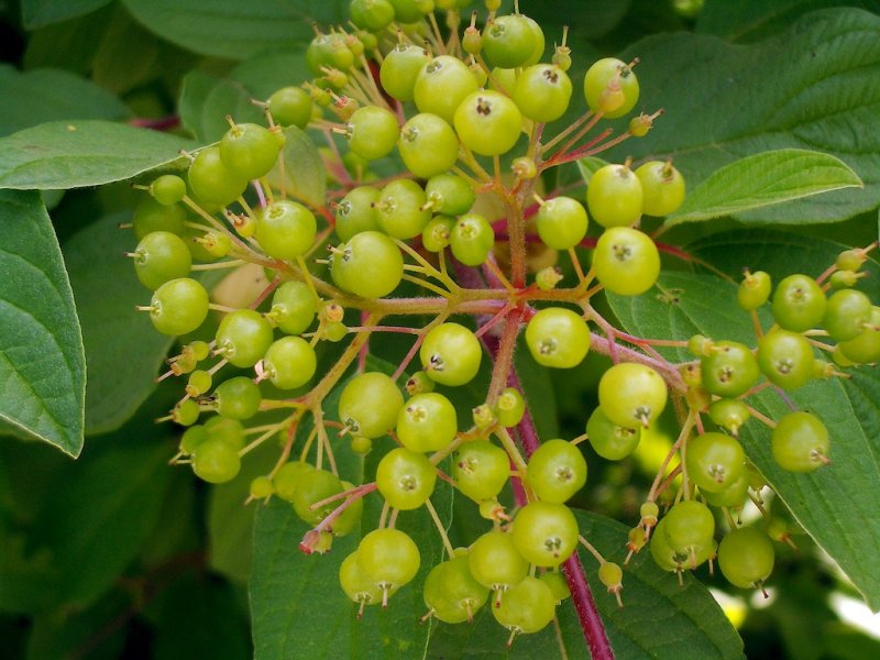 Dogwood  Berries
