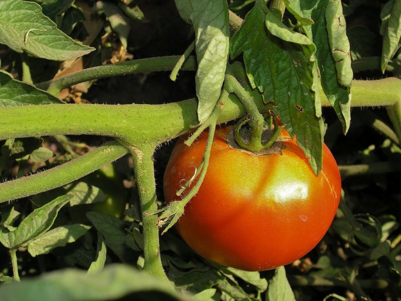 Tomato  #032
