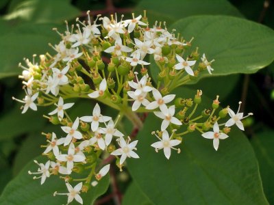 Dogwood  Flower