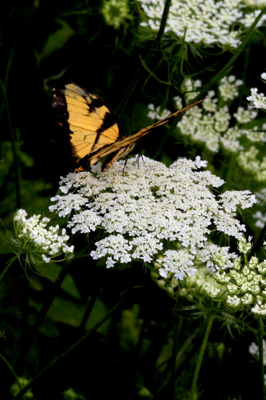 12 august 2007