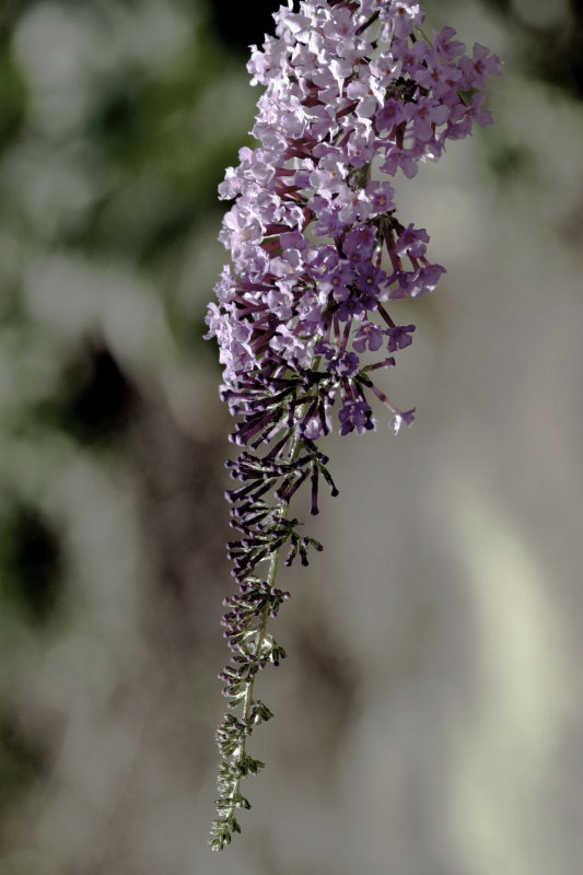 14 september 2007