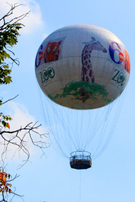 zoo balloon